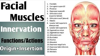 Facial Muscles Origin Insertion innervation and actions [upl. by Aisad]