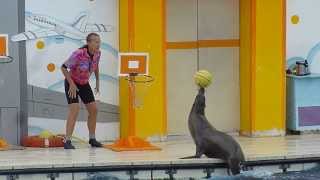 Lotarie de Marineland joue au basket [upl. by Kenton166]