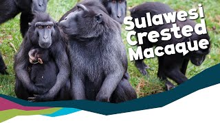 Keeper Talk  Sulawesi Crested Black Macaques [upl. by Chloette]