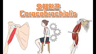 오훼완근부리위팔근Coracobrachialis 완전정복 [upl. by Ardle554]