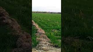 Wheat and sugarcane inter cropping  Intercrop with sugarcane uniquefarming [upl. by Reinhard]