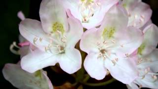 Beautiful Old English Ballads and Dances  Recorder Trio with Nature Scenes [upl. by Harriott440]