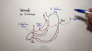 Estômago Irrigação  Anatomia em 3 min [upl. by Itsirc619]