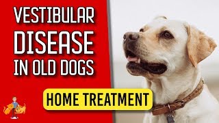 5 Essential Home Treatment Tips for Old Dog Vestibular Disease  Dog Health Vet Advice [upl. by Lauree192]