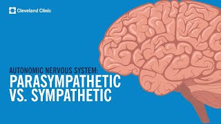 The Autonomic Nervous System Sympathetic vs Parasympathetic Explained [upl. by Susumu]