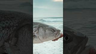 Catching a BIG Striped Bass Off the Surf shorts fishing stripedbass [upl. by Ardnassac609]