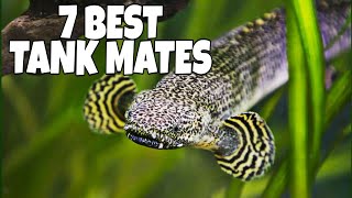 7 Most Suitable Tank Mates For Bichir Fish [upl. by Ylevol529]