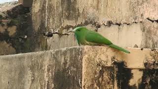 Bluebearded Beeeater sitting on stairs and catching flies [upl. by Nachison]