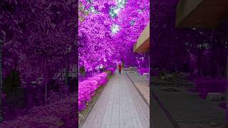 Nindiya Se Jaagi Bahar beautiful nature purple [upl. by Corvin]