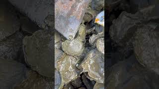 Oyster A lot After The Sea Low Tide oysters usa 100kviews fyp viral tiktok ur uk us [upl. by Amandi]