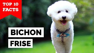 Bichon Frise  Top 10 Facts [upl. by Ydnab874]