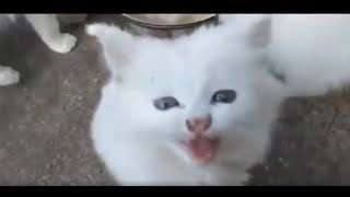 Funny Cats and Kittens Meowing [upl. by Monjo]