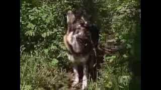 The Littlest Hobo Season 6 Episode 10 Firehorse Part 1 [upl. by Nerine]