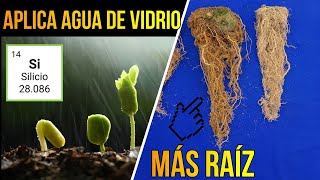 💎¿Por qué Debes Aplicar AGUA DE VIDRIO en tus CULTIVOS  🍂🍃 Manejo de Enfermedades en Plantas [upl. by Assital]