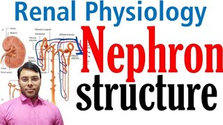 Nephron structure and function  Excretory system in hindi  class 10 [upl. by Nats]