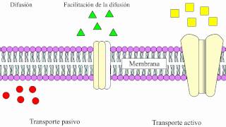 Transporte de membrana celular [upl. by Erehs]