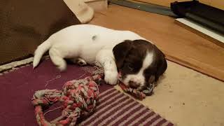 4 week old English Springer Spaniel Puppies ESS Puppies Wixy pups [upl. by Culbertson588]