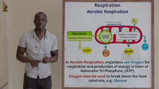 16 Respiration Aerobic Respiration Biology Form 2 [upl. by Deeas]