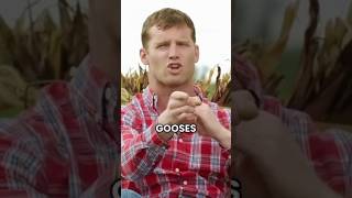 So You Got A Problem With Canada Gooses Eh shorts viral [upl. by Kenweigh123]