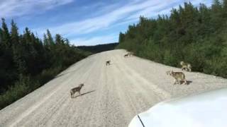 Bébés loups qui hurlent à la BaieJames [upl. by Etteniotnna271]