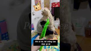 Chú chó Maltese dễ thương làm nũng với bà nội  Pet Corner [upl. by Arfihs515]