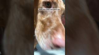 Bloopers blowup puppy viralvideo dogmom [upl. by Noiz]