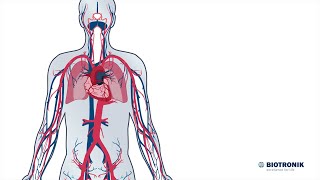 Aufbau und Funktion des HerzKreislaufSystems [upl. by Havard]