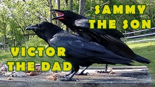 Victor the Raven Introduces His Son  Meet Sammy the Squawker 2024 4K [upl. by Etnovad]