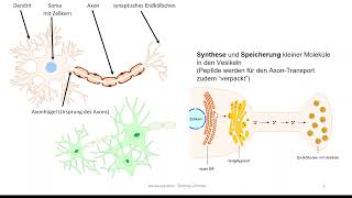 Nervensystem 1  Neuronen [upl. by Adnical]