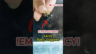 Guppy Fry Care  Emergency Save Baby Guppies aquarium guppyfishtank guppyfry [upl. by Odareg672]