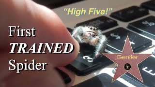 Genifer the Adorable Trained Jumping Spider gives High Five [upl. by Atiuqin]