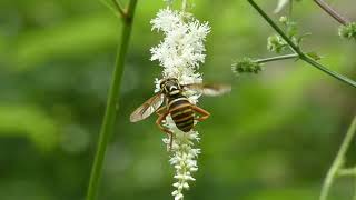 Waspmimicking Hoverfly Licks Flowers of False Goats Beard [upl. by Micaela129]