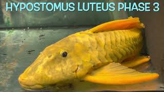 Hypostomus luteus PHASE 2 and 3 [upl. by Ahsemad]