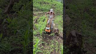 Weeding at cornfield [upl. by Oreste]