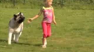 American Akita playing with Child AMERICAN TRIUMPH [upl. by Faubert422]