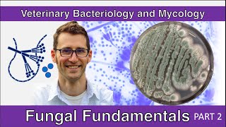 Fungal Fundamentals Part 2  Veterinary Bacteriology and Mycology [upl. by Ehtyaf]