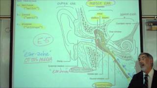 THE HUMAN SKULL PART 2 by Professor Fink [upl. by Jerrilee]