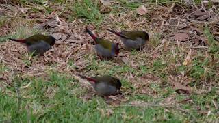 Redbrowed finch activity in Werribee open range Zoo [upl. by Wailoo]