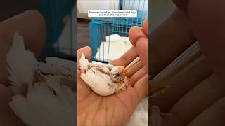 This man found an abandoned bird egg and then this happened animalshorts shortvideo [upl. by Beard]