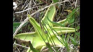 Mai 2017 Fleurs sauvages des Highlands en Ecosse [upl. by Leviralc]