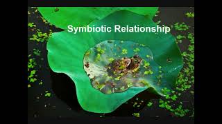 ECOLOGICAL RELATIONSHIPS FOUND IN AN ECOSYSTEMSYMBIOTIC RELATIONSHIP [upl. by Wurtz]