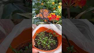 🦋Sembrar Alimento para Mariposa Monarca  Asclepia curassavica [upl. by Eninahs]