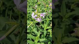 La Saponaire la Plante qui fait du Savon Naturel  Soapwort the Plant that makes Natural Soap [upl. by Ailey]