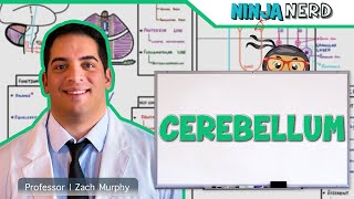 Neurology  Cerebellum Anatomy amp Function [upl. by Eilloh]