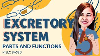 EXCRETORY SYSTEM PARTS AND FUNCTION  SCIENCE 6 QUARTER 2 WEEK 3 excretorysystem [upl. by Pattin]