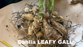 Dahlias what is LEAFY GALL [upl. by Cheslie]