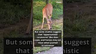 Snakeeating deer stuns internet sparks debate  Viral video  The Federal [upl. by Sydelle]