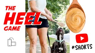 Quickly Teach Your Dog The Perfect Heel [upl. by Carilyn930]