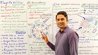 Flagella strcuture and functionFlagella and Cilia class 11Cell bio HindiUrdu Prof Suresh Kumar [upl. by Atronna]