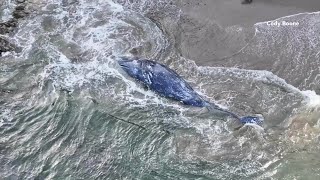 Gray whale washes ashore in Southern Claifornia [upl. by Jakie111]